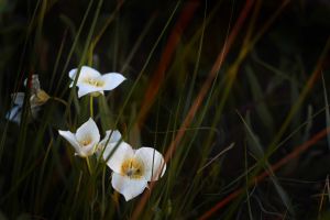 WATERTON - White Mariposa